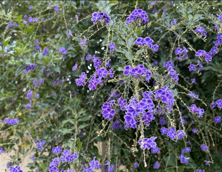www.queluzdeminas.com flores1.jpg